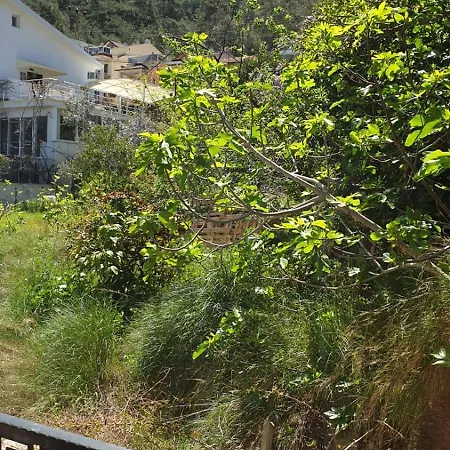 Olive Terrace 4 Appartement *